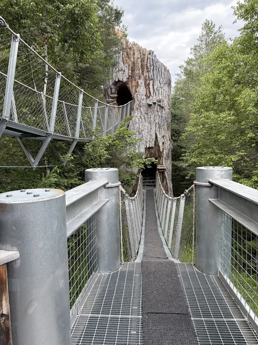 The Wild Walk, the treetop trail at The Wild Center in Tupper Lake